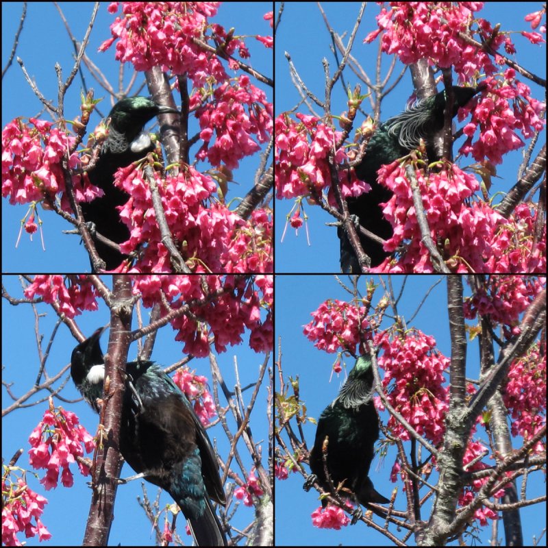 Tui Collage